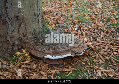 Southern Bracket Fungus: Ganoderma australe. On Aesculus turbinata. Botanic garden, Surrey, UK. Stock Photo