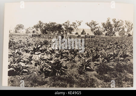 the tobacco shed greenfields Use: Tobacco Sheds