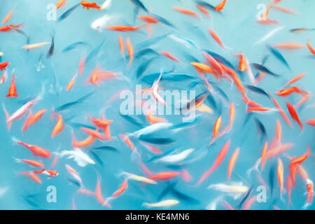 Abstract artistic background made of motion blur fish swimming in a pond, color toning applied. Stock Photo