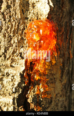 Gummosis. Resin on a cherry tree trunk. Stock Photo