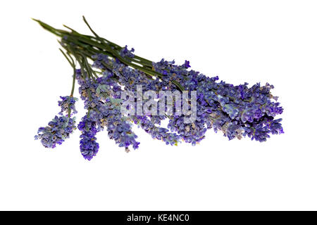 Dry bunch of lavender. bouquet of lavender, isolated on white background Stock Photo