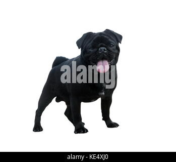 Funny pug dog isolated on white Stock Photo