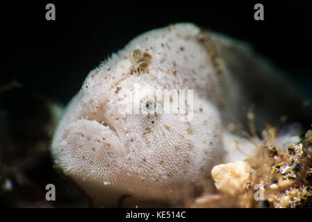 A tiny white hairy frogfish, Anilao, Philippines. Stock Photo