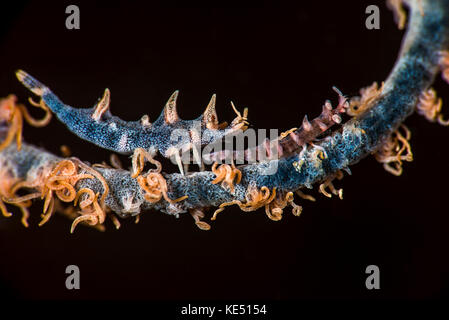Two shrimp on a whip coral, Anilao, Philippines. Stock Photo