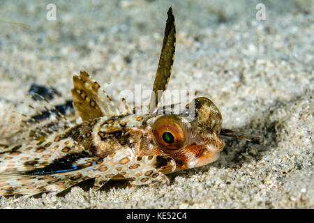 A flying gurnard on the ocean floor, Cebu, Philippines. Stock Photo