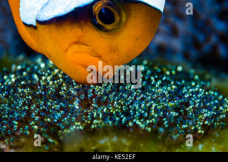 Anemonefish with eggs, Cebu, Philippines. Stock Photo