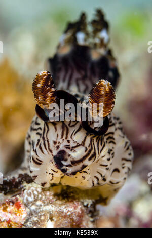 Red-lined Jorunna nudibranch, Milne Bay, Papua New Guinea. Stock Photo