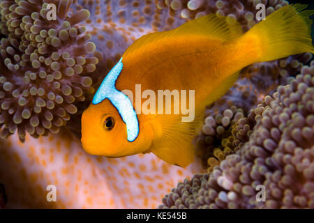White-bonnet anemonefish variation on a Merten's anemone. Stock Photo
