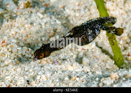 Shortpouch pygmy pipehorse, New Ireland, Papua New Guinea. Stock Photo