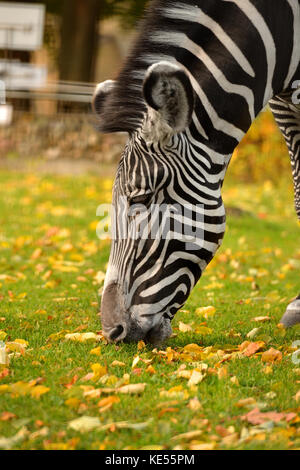 Grevy zebra (Equus grevyi), also known as imperial zebra. Autumn Portrait Stock Photo