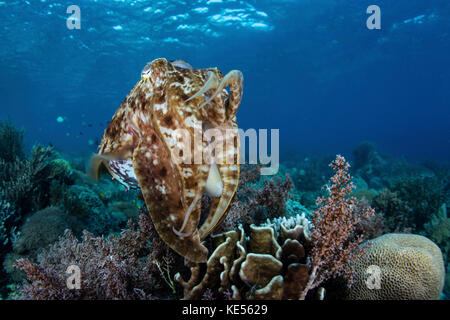 A broadclub cuttlefish hovers above a beautiful coral reef in Komodo National Park. Stock Photo
