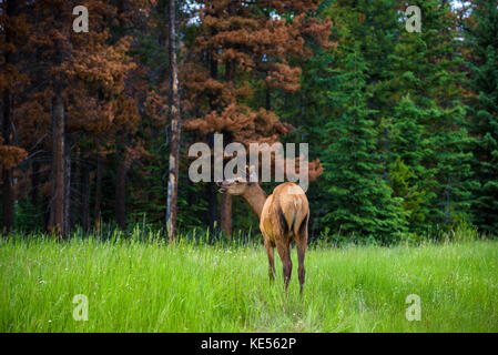 Young male  Elk in Banff National Park, Alberta, Canada Stock Photo