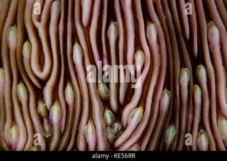 Detail of a beautiful mushroom coral. Stock Photo