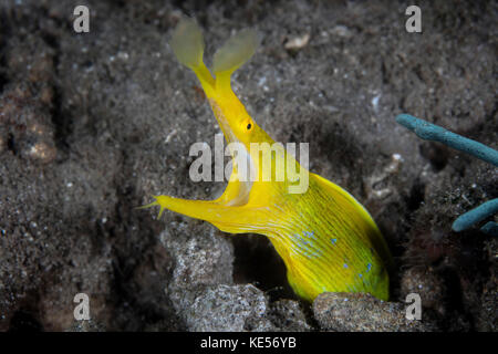 A female ribbon eel on a sandy slope near Alor in the Lesser Sunda Islands of Indonesia. Stock Photo