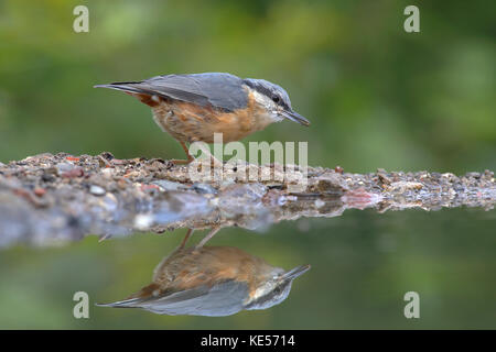 Eurasian nuthatch (Sitta europaea), adult, reflected in the water at a bird bath, Siegerland, North Rhine-Westphalia, Germany Stock Photo