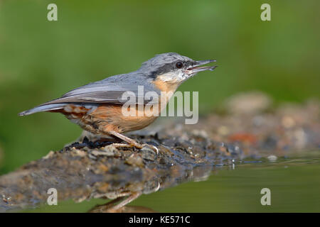 Eurasian nuthatch (Sitta europaea), adult, drinks water at a bird bath, Siegerland, North Rhine-Westphalia, Germany Stock Photo