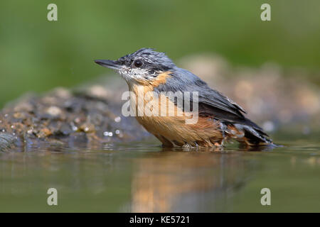 Eurasian nuthatch (Sitta europaea), adult, sits in bird bath, Siegerland, North Rhine-Westphalia, Germany Stock Photo