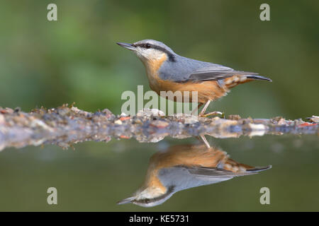 Eurasian nuthatch (Sitta europaea), adult, reflected in the water at a bird bath, Siegerland, North Rhine-Westphalia, Germany Stock Photo