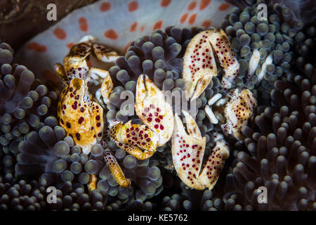 A pair of porcelain crabs cling to their host anemone on a reef. Stock Photo