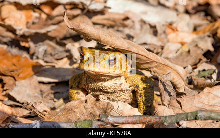 Common toad (Bufo bufo) in foliage, mating season, Stallauer Weiher, Bavaria, Germany Stock Photo