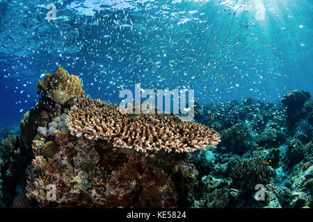 Colorful blue-green damselfish swimming above a coral reef in the Lesser Sunda Islands. Stock Photo