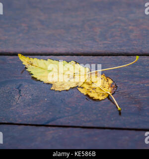 Two yellow leaves on a wet wooden surface. Golden autumn scene Stock Photo