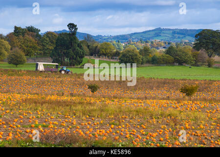 Landscape scene showing pumpkins being harvested in Worcestershire fields, ready for Halloween. Farmers make the most of sunny conditions & blue sky. Stock Photo