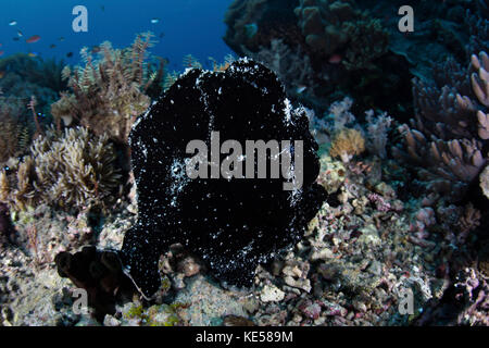 A black giant frogfish waits to ambush prey on a reef. Stock Photo
