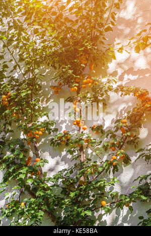 Beautiful large apricot tree with ripe fruits on the wall. The vertical frame. Stock Photo