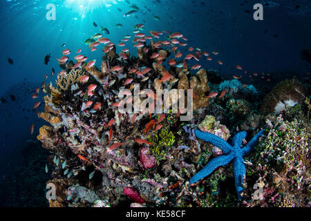 Colorful reef fish swim above a coral reef in the Lesser Sunda Islands of Indonesia. Stock Photo