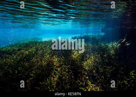 Vegetation in the spring pool at Ichetucknee Springs State Park, Florida. Stock Photo