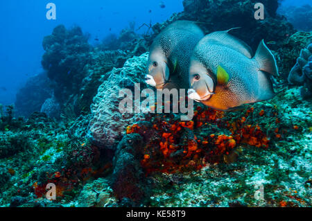 A pair of gray angelfish swimming across the reef in Cozumel, Mexico. Stock Photo