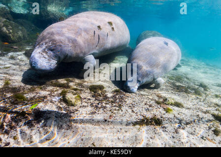 Manatee with calf in Crystal River, Florida. Stock Photo