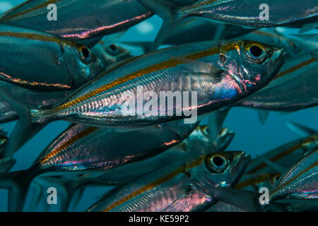 Oxeye scad in Raja Ampat, Indonesia. Stock Photo