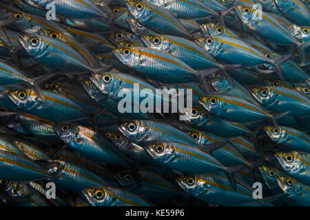 Oxeye scad in Raja Ampat, Indonesia. Stock Photo