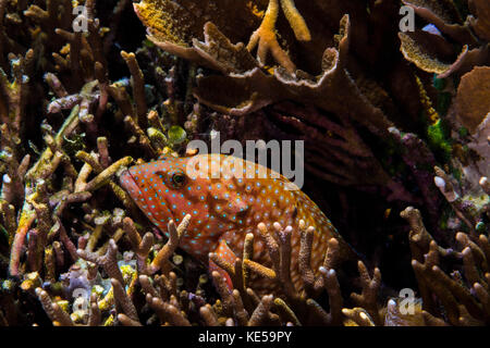 Bluespotted grouper in reef in Raja Ampat, Indonesia. Stock Photo