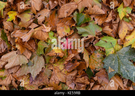A pile of autumn fallen leaves with a single red leaf in the middle Stock Photo