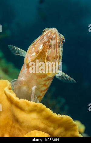 Variegated Lizardfish, Synodus variegatus, Marsa Alam, Red Sea, Egypt Stock Photo