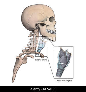 Lateral larynx and skeletal anatomy with mid-sagittal larynx view. Stock Photo