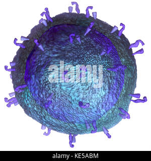 3D model of a T-cell, a key component of the immune system.