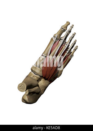 3D model of the foot depicting the dorsal intermediate muscles and bone structures. Stock Photo