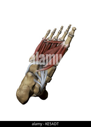 Human foot depicting the plantar intermediate and deep muscles with bone structures. Stock Photo