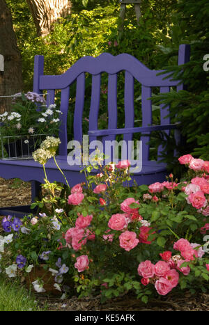 Garden seating next to Rose 'Sunrie Sunset: Stock Photo