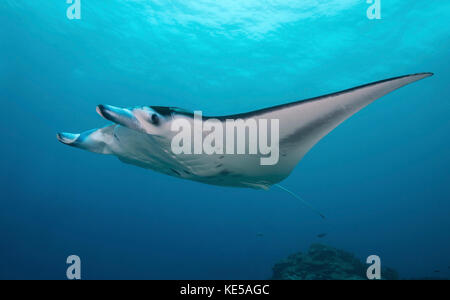 Manta ray, Yap, Micronesia. Stock Photo