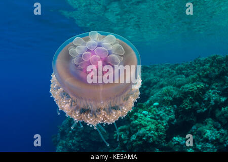 Cauliflower Jellyfish, Cephea cephea, Marsa Alam, Red Sea, Egypt Stock Photo