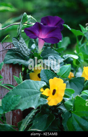 Morning Glory and Thunbergia (black eye Susan) vines climbing on fence post Stock Photo