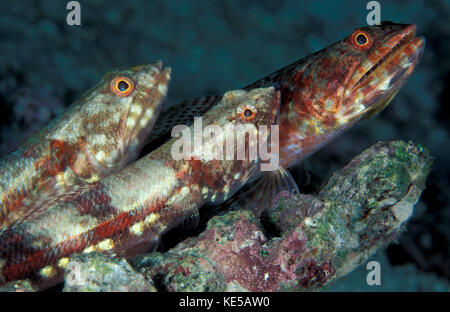 A trio of benthic Gracile lizardfish perched on a rock in the Maldives. Stock Photo