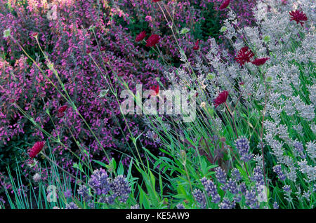 Combinatio plants of blue and purple and red : Nepeta, Knautia, lavender, Stock Photo