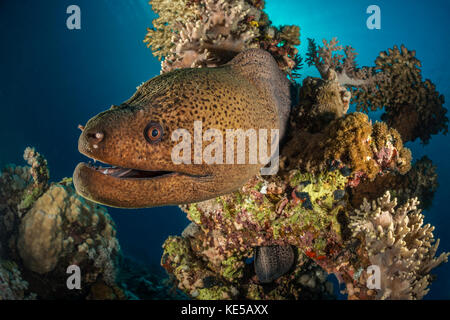 Giant Moray, Gymnothorax javanicus, Marsa Alam, Red Sea, Egypt Stock Photo