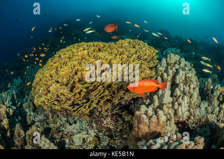 Yellow Scroll Coral, Turbinaria reniformis, Marsa Alam, Red Sea, Egypt Stock Photo